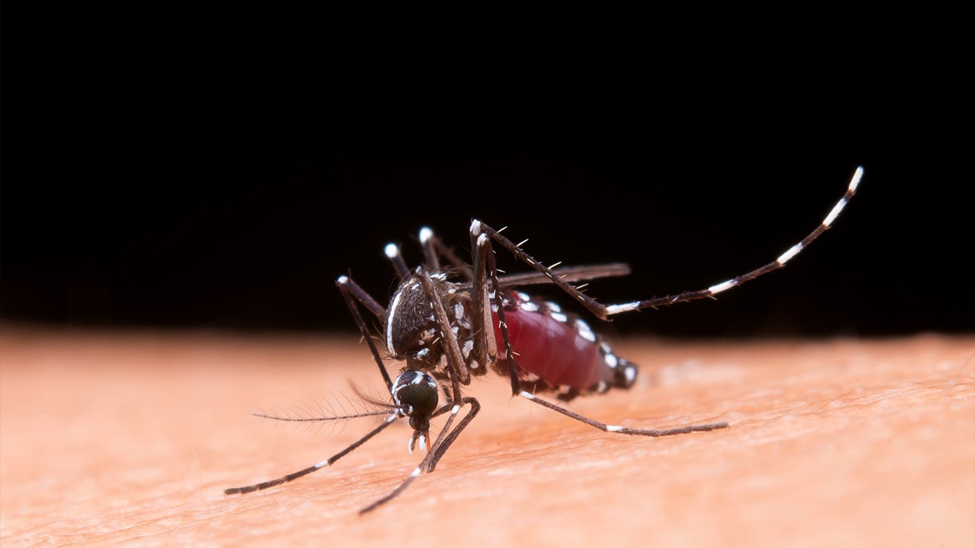 Mosquito Saliva Can Suppress Our Immune System - CAPED